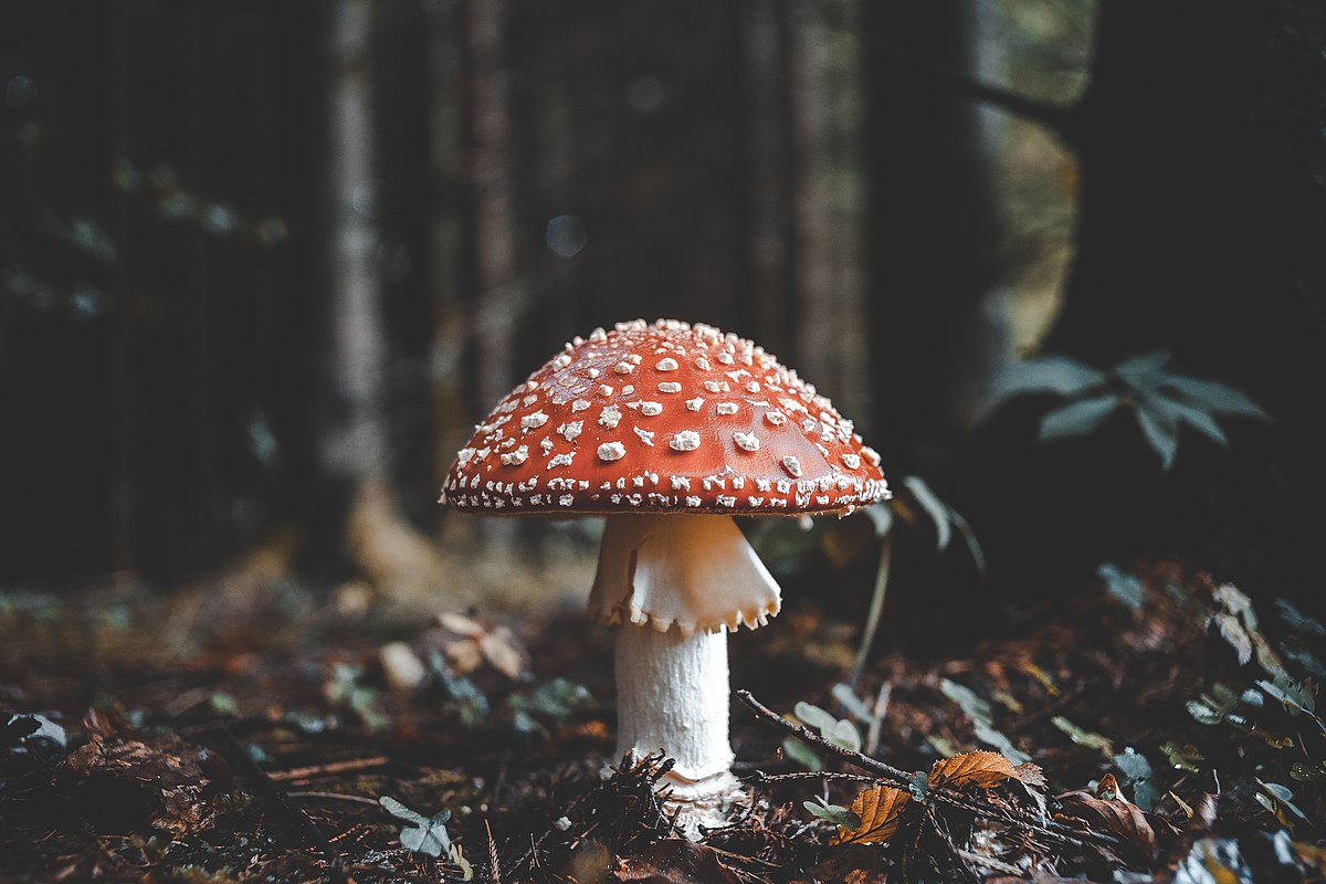 florian-van-duyn-383221-unsplash.jpg  